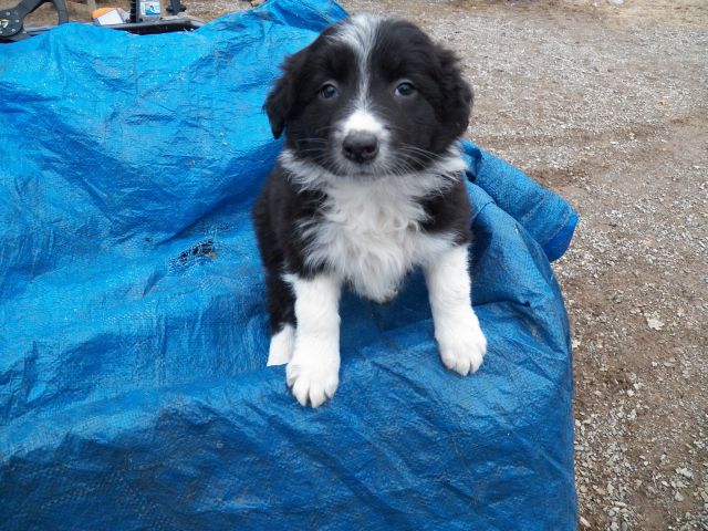 cattledog bred puppies for sale